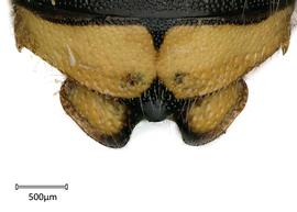   Anthidium oblongatum  male, dorsal view of seventh tergum (T7), photo: Chelsey Ritner 
